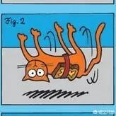 黄油猫悖论到底是否真实?
