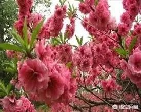 碧桃如何修剪?