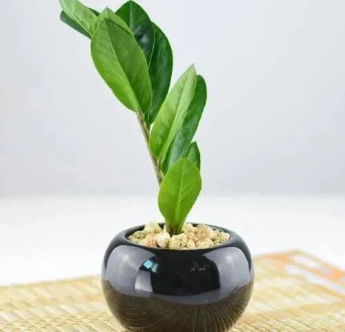 金钱树该怎么养?