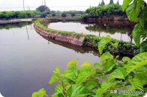 鱼塘怎样设计才好?