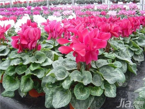 仙客来花语是什么?仙客来花语大全