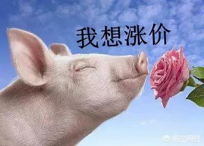 2018年下半年生猪价格走势