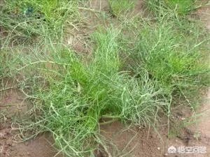 沙芥怎么吃?