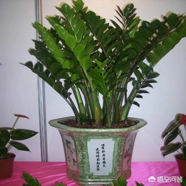 金钱树该怎么养?
