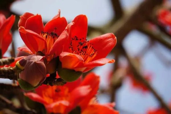 木棉花象征着什么?花语是?