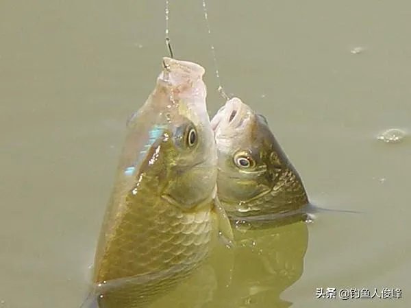 钓鱼望远镜多少倍最好?