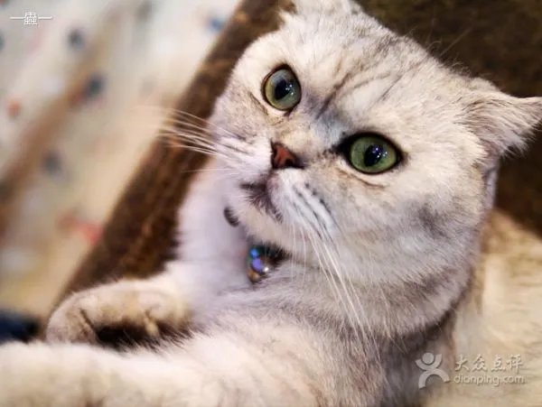 靴子猫的介绍