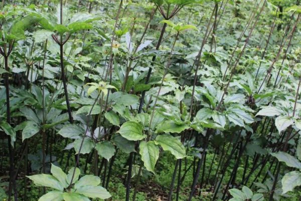 药材种植如何