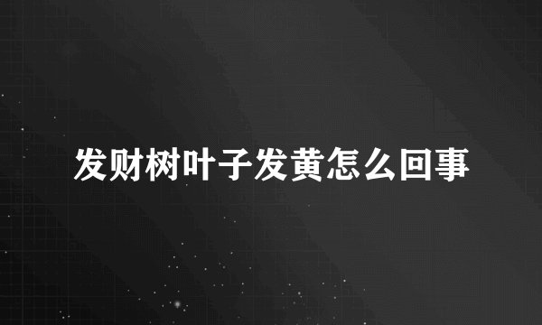 发财树叶子发黄怎么回事
