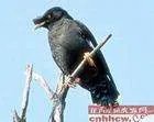 八哥鸟都有什么品种?怎么区分?怎么定价格?