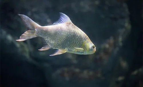 淡水鱼养殖三大技术  淡水鱼和海鱼哪种更有营养