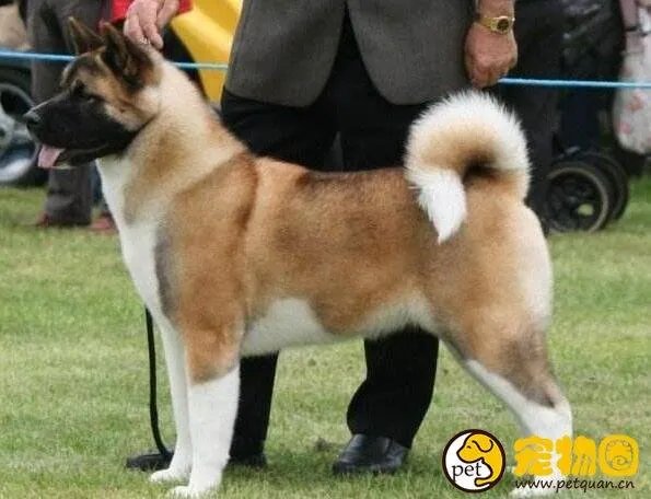 美系秋田犬是怎么来的,和日系秋田有什么区别
