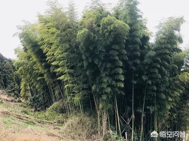 请问最近有没有去过高野山的朋友？