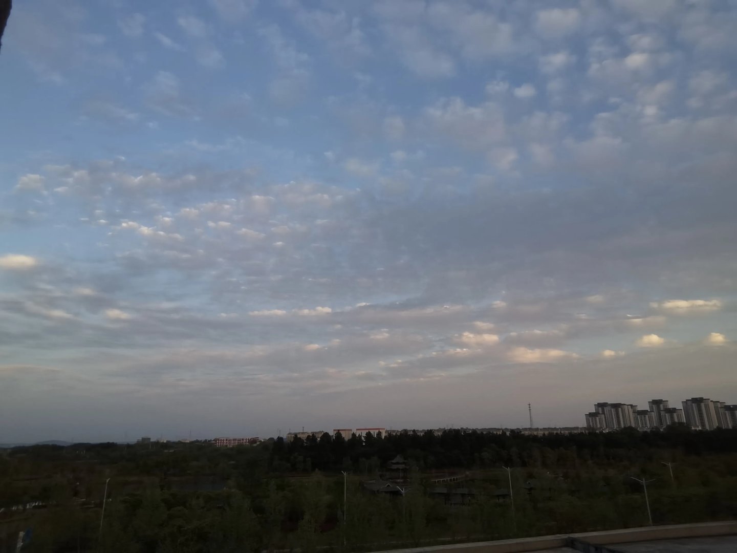 最后的玫瑰