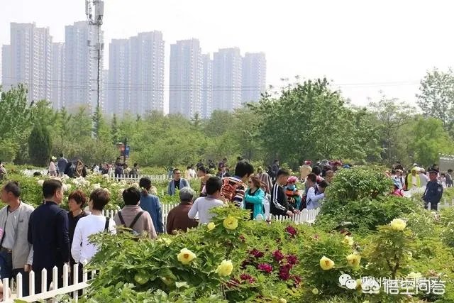 菏泽牡丹花会2019人多吗?