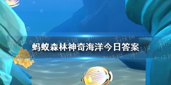 神奇海洋豪猪鱼 有豪猪鱼之称的海洋生物是
