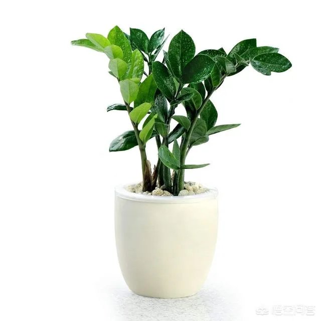 金钱树该怎么养?