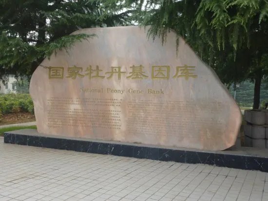 洛阳哪个牡丹园最好?具体说说可以吗?