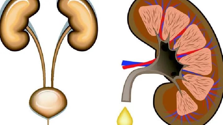 男性肾虚食补之法有哪些？
