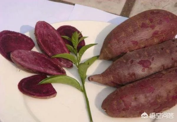 地瓜苗什么时候种？