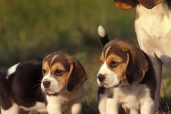 比格犬智商是怎么排名的?
