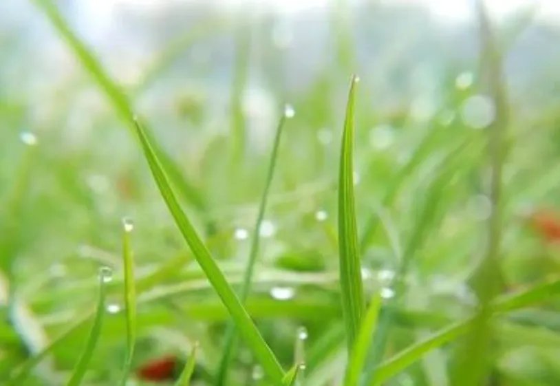 天街小雨润如酥,草色遥看近却无描写是哪个季节?