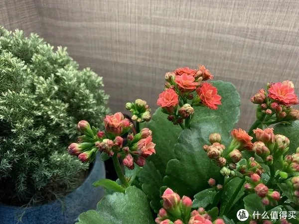 给老爸老妈换个iPhone吧!——iPhone12开箱简评。还把屏幕划伤了!