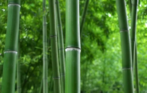 竹子的作用有哪些 竹子的种类有哪些