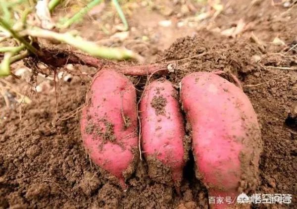 地瓜苗什么时候种?