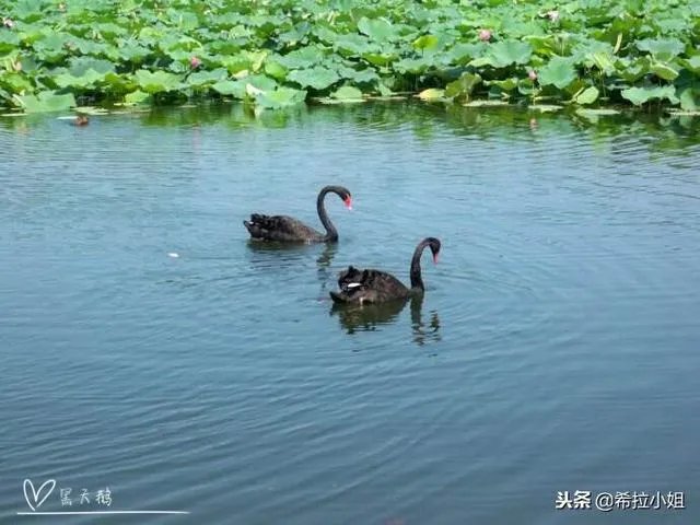 圆明园十大景点介绍?