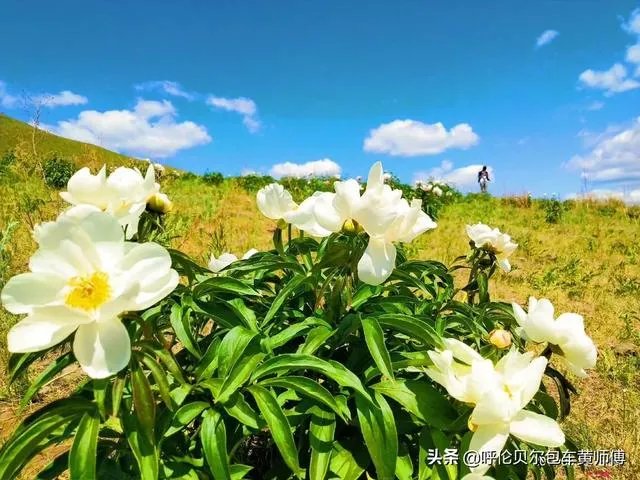 去呼伦贝尔大草原玩的旅游攻略?