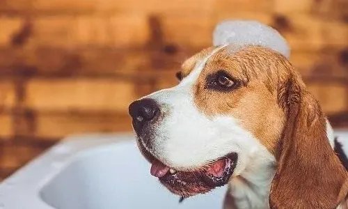 比格犬智商是怎么排名的?
