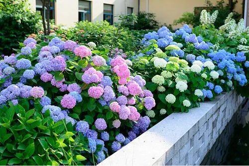 绣球花的养殖方法?
