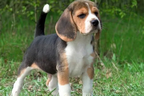 比格犬智商是怎么排名的?