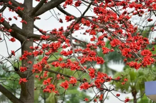 木棉花象征着什么?花语是?