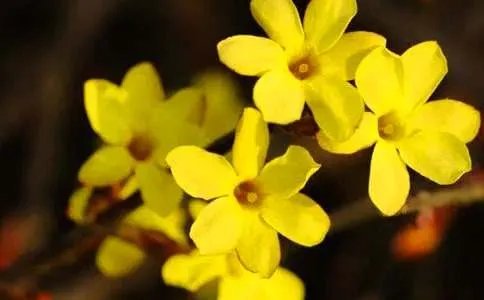 迎春花作文