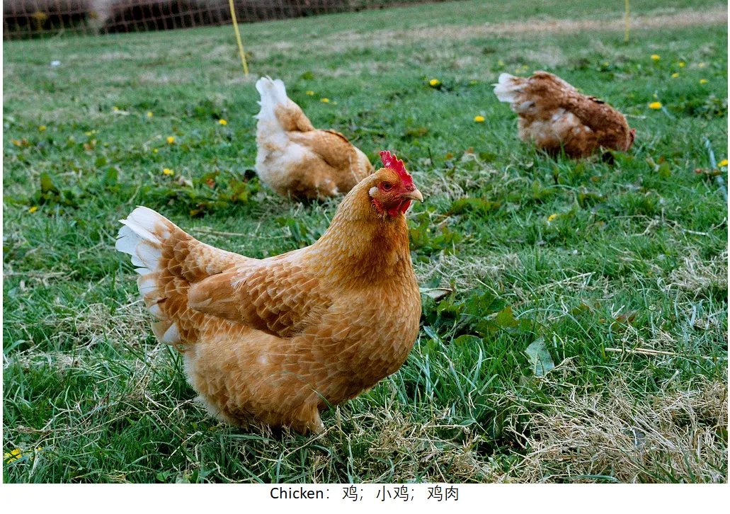 chicken的复数形式是什么?