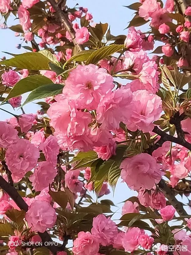 女孩子经常拍花的照片给我看是什么意思?