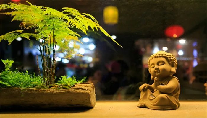 养殖文竹的方法 文竹的养殖方法和注意事项