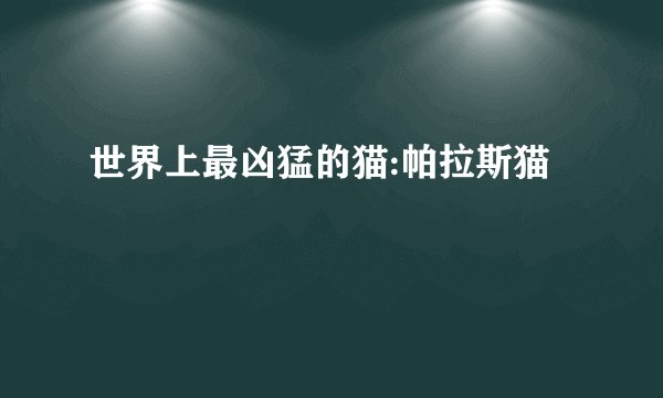 世界上最凶猛的猫:帕拉斯猫