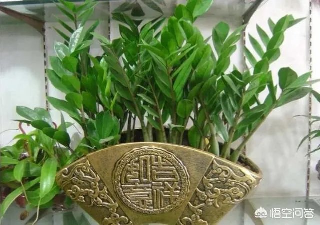 金钱树该怎么养?