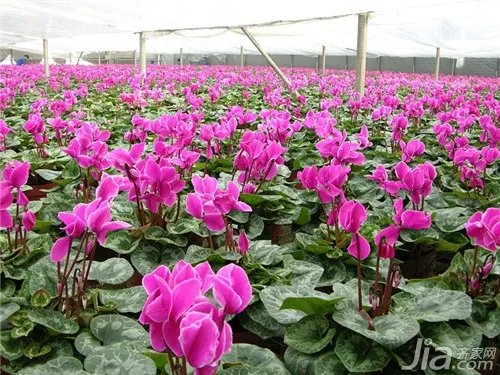 仙客来花语是什么?仙客来花语大全