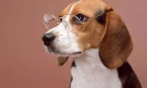 比格犬智商是怎么排名的?