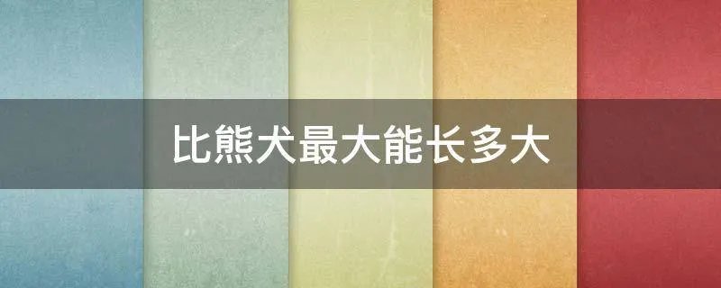 比熊犬最大能长多大