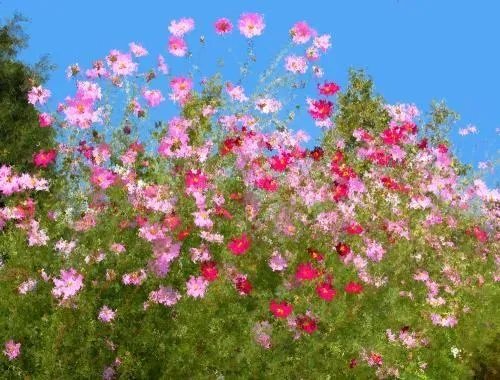 姹紫嫣红造句