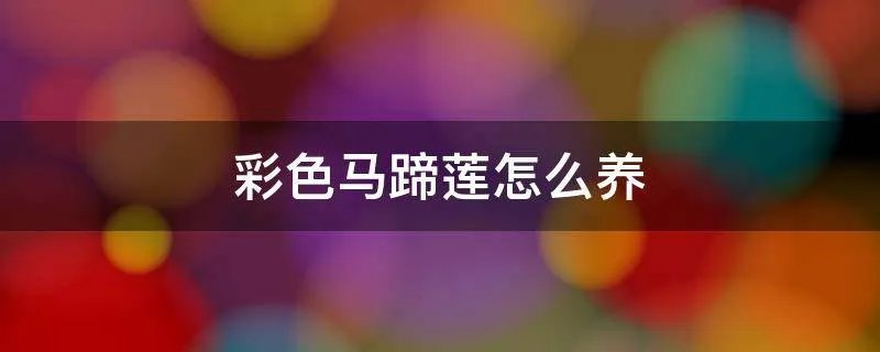 彩色马蹄莲怎么养
