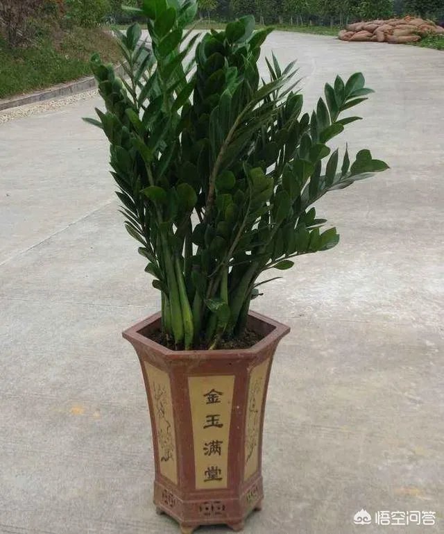 金钱树该怎么养?