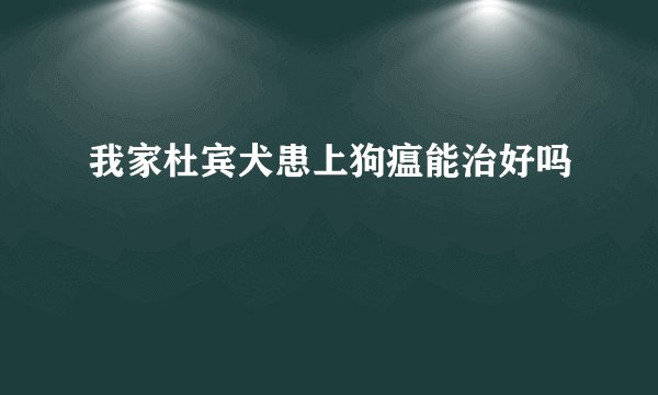 我家杜宾犬患上狗瘟能治好吗