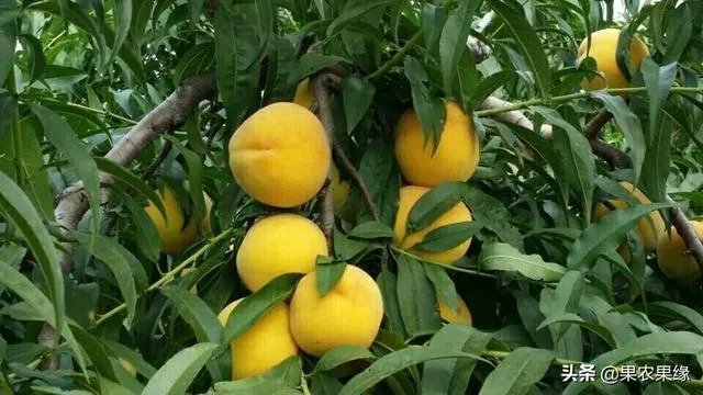 进入9月份了中晚熟水果陆续进入成熟采摘期，可是今年的水果价格怎么这么低？