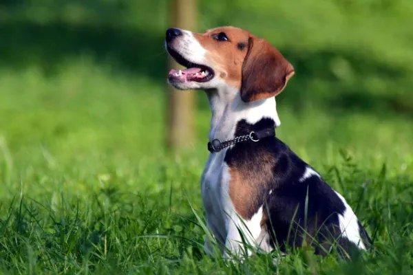 比格犬智商是怎么排名的?